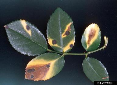 Black, Sooty Coating (Leaf)